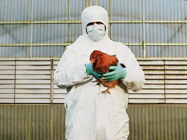 human-cases-of-bird-flu-an-enormous-concern-who/